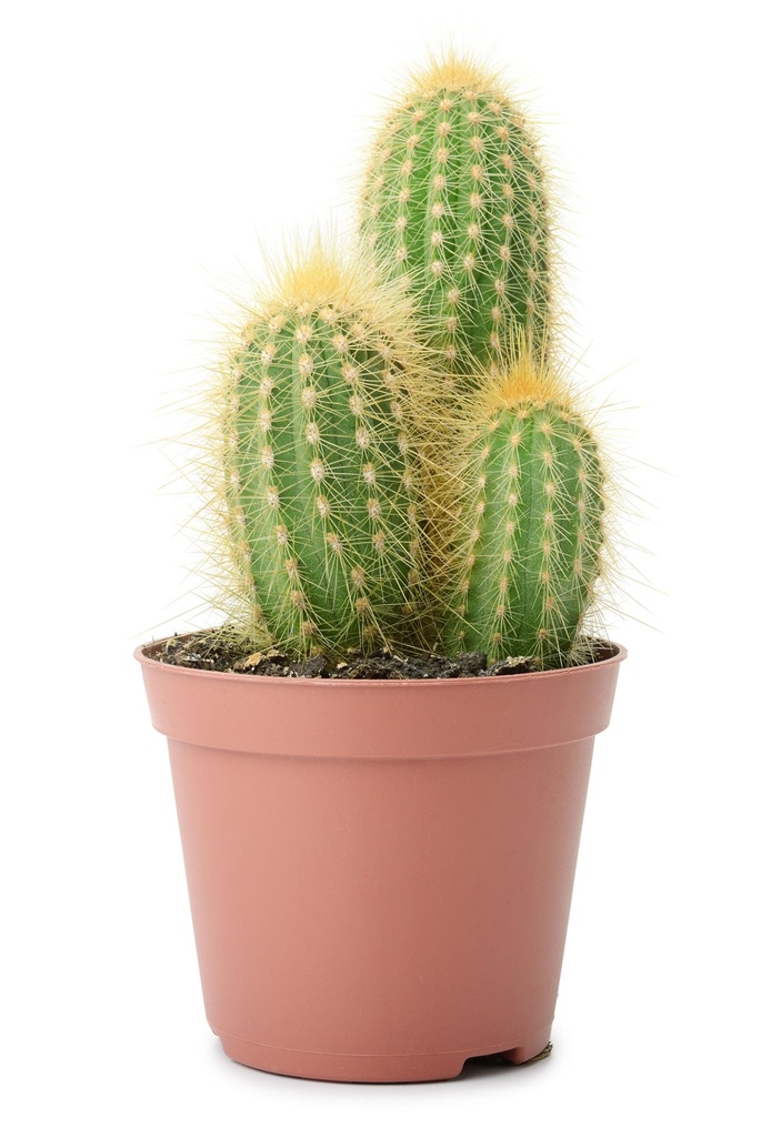 PRUEBA CATEGORIA PLANTILLA